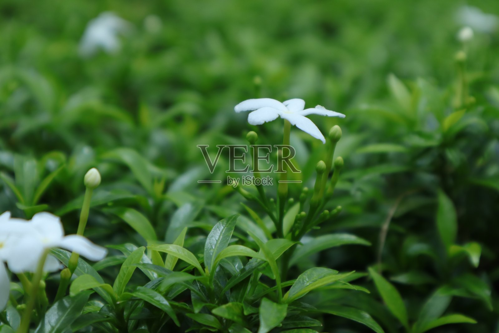 观赏植物照片摄影图片