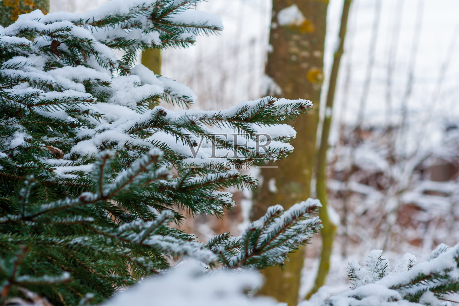 白雪覆盖着松针。松树上的雪。冬季圣诞常青树。针叶树枝上覆盖着雪照片摄影图片