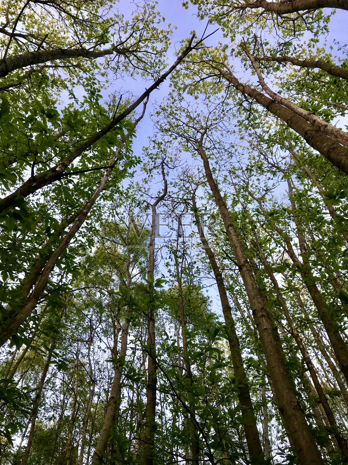 树冠从下面照片摄影图片