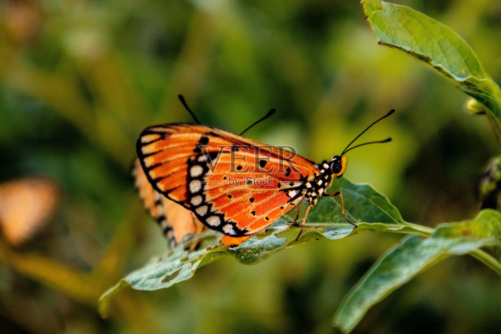 黑脉金斑蝶照片摄影图片