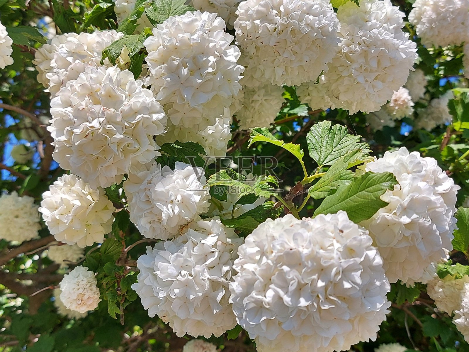 施尼鲍尔斯特劳赫照片摄影图片
