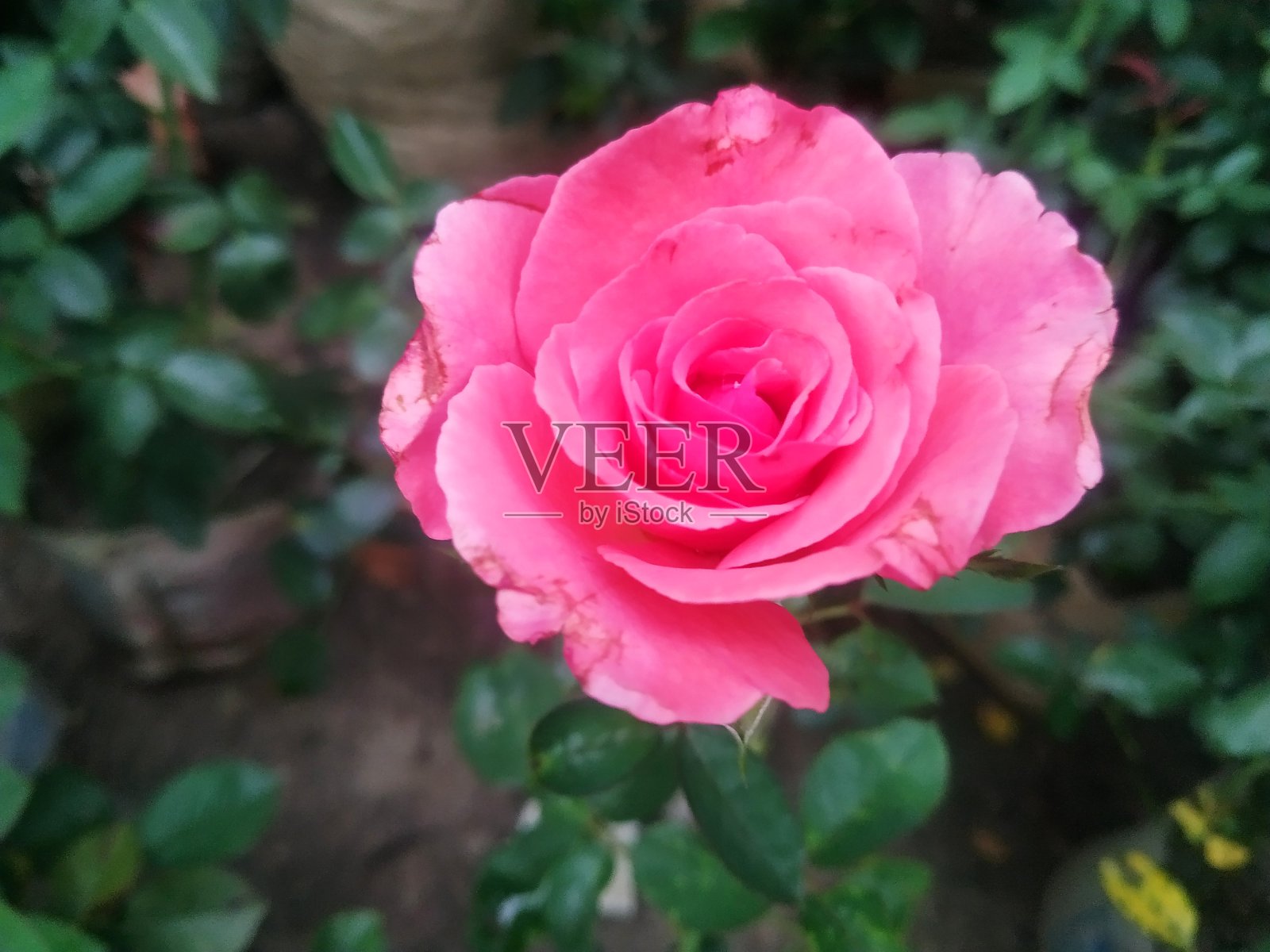 美丽的粉红玫瑰摄影,花园背景照片摄影图片