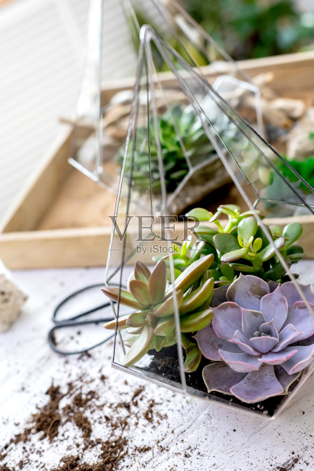 现代艺术装饰室内组成玻璃植物花卉在车间的木桌上照片摄影图片