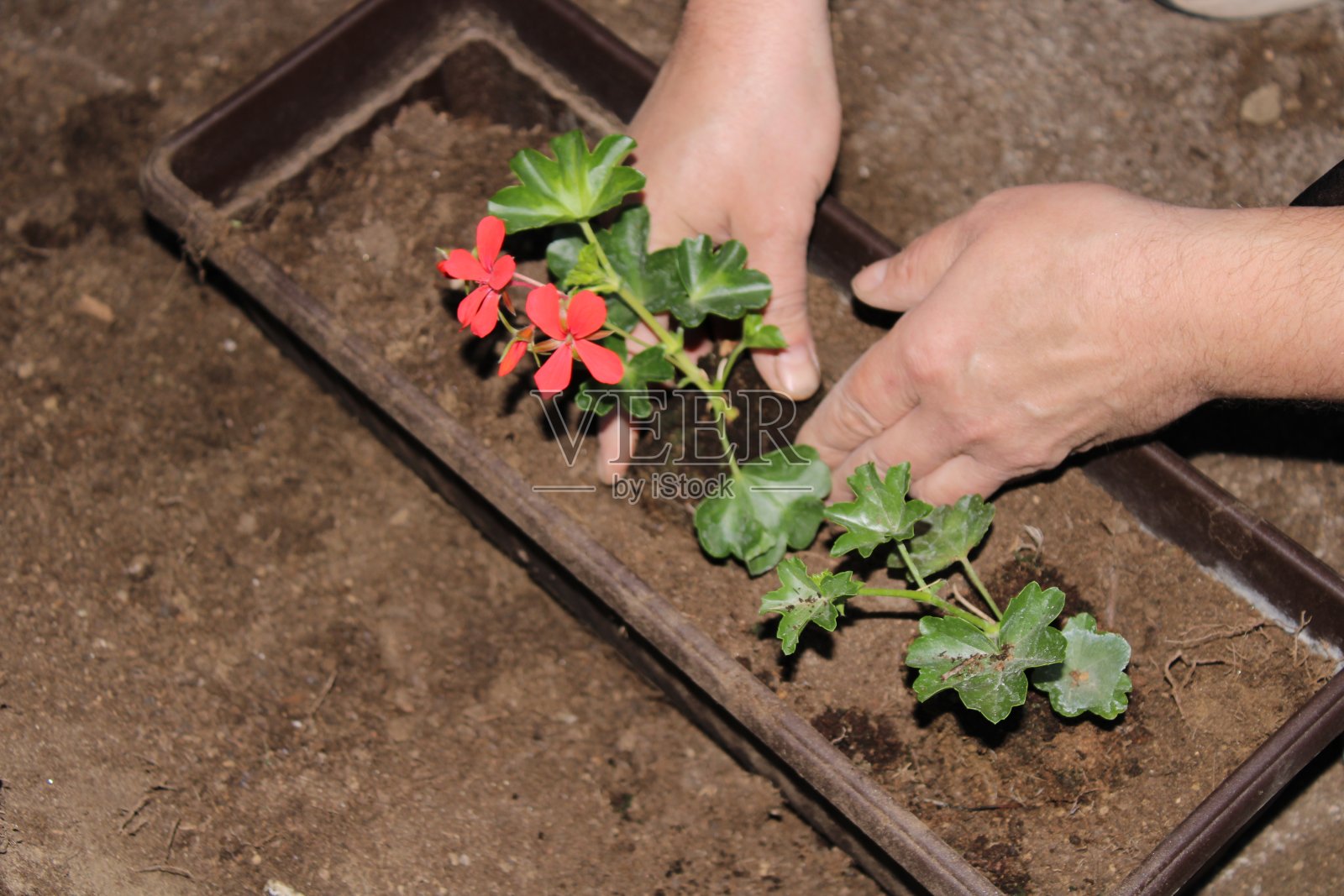 种花照片摄影图片