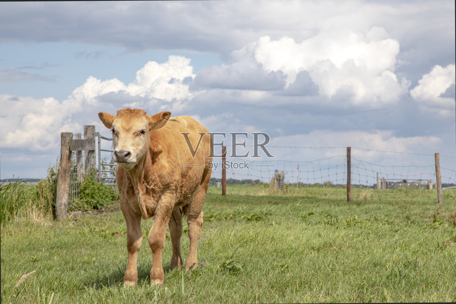 小牛在草地上向前走着,背景是篱笆,蓝色的多云的天空和遥远的地平线。照片摄影图片