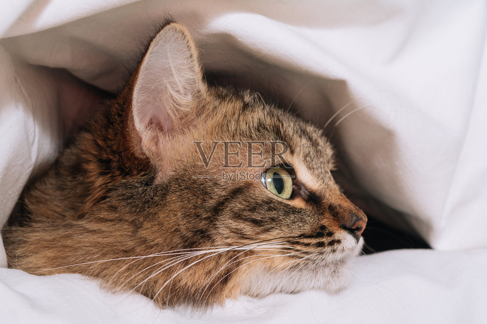 有趣的棕色条纹可爱的绿眼睛小猫躺在白色的毯子和床单下。照片摄影图片