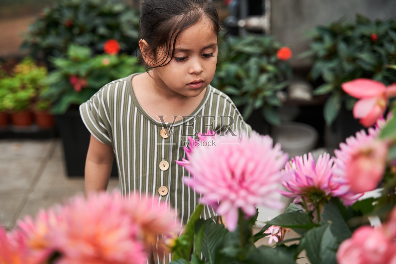 女孩在穿过温室的时候饶有兴趣地看着花照片摄影图片