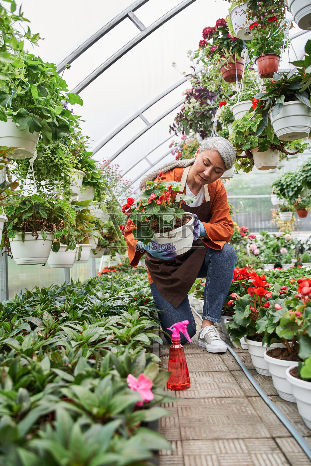 妇女穿着围裙,在温室工作时携带着花盆和花照片摄影图片