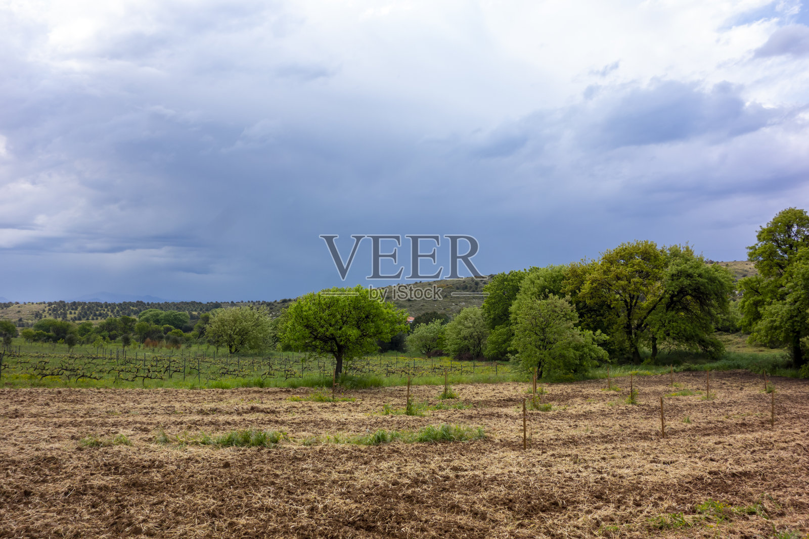 葡萄园照片摄影图片