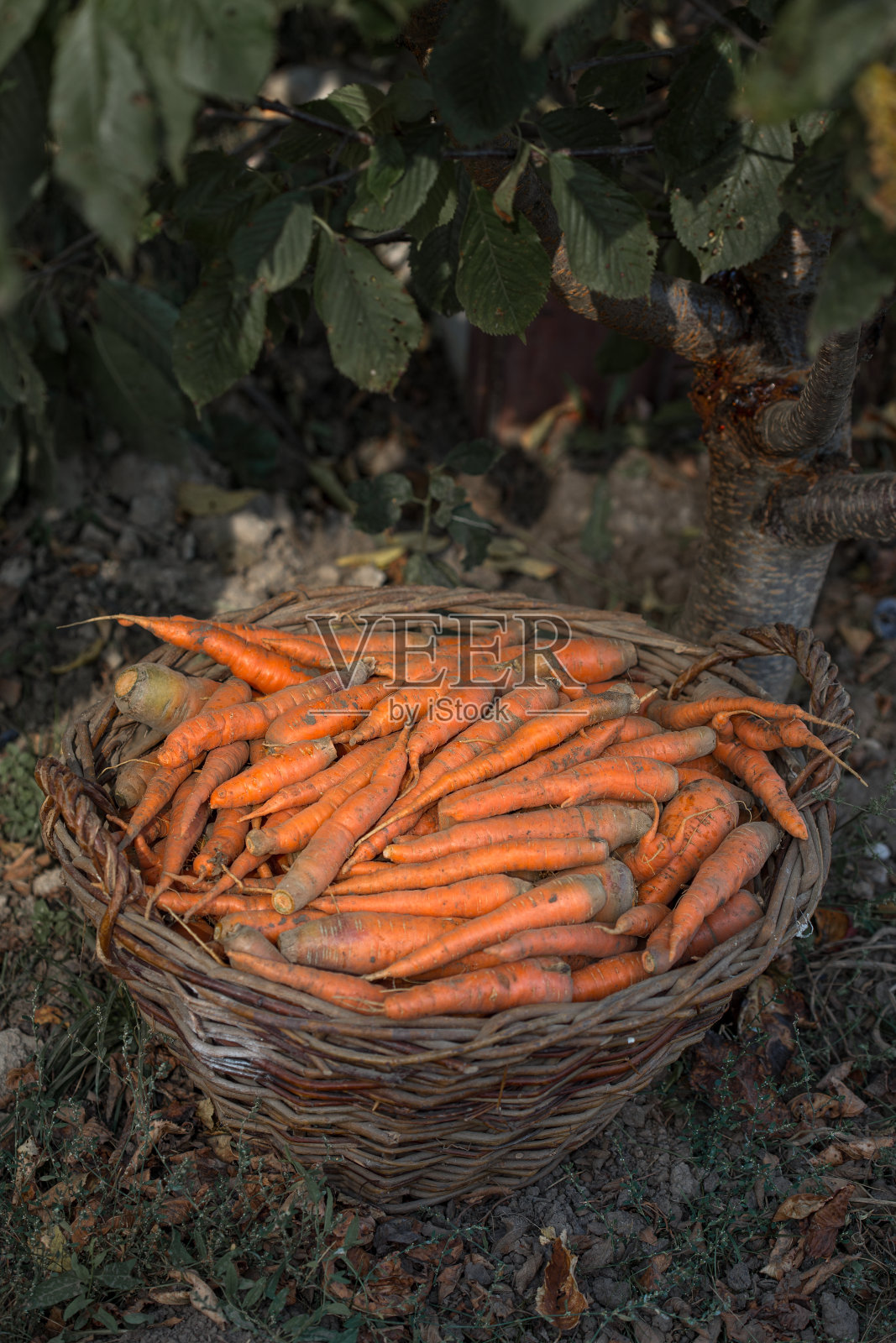 新鲜采摘的胡萝卜放在篮子里照片摄影图片