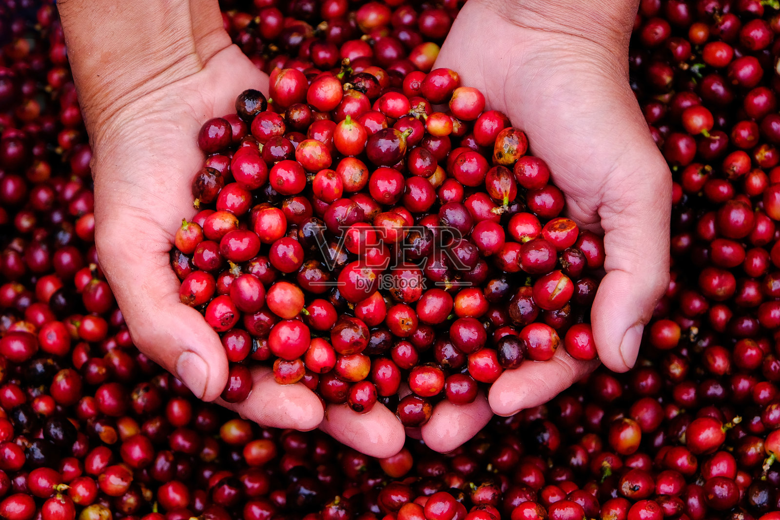 靠近新鲜的红樱桃咖啡豆在农民手中有机生产,不喷洒照片摄影图片