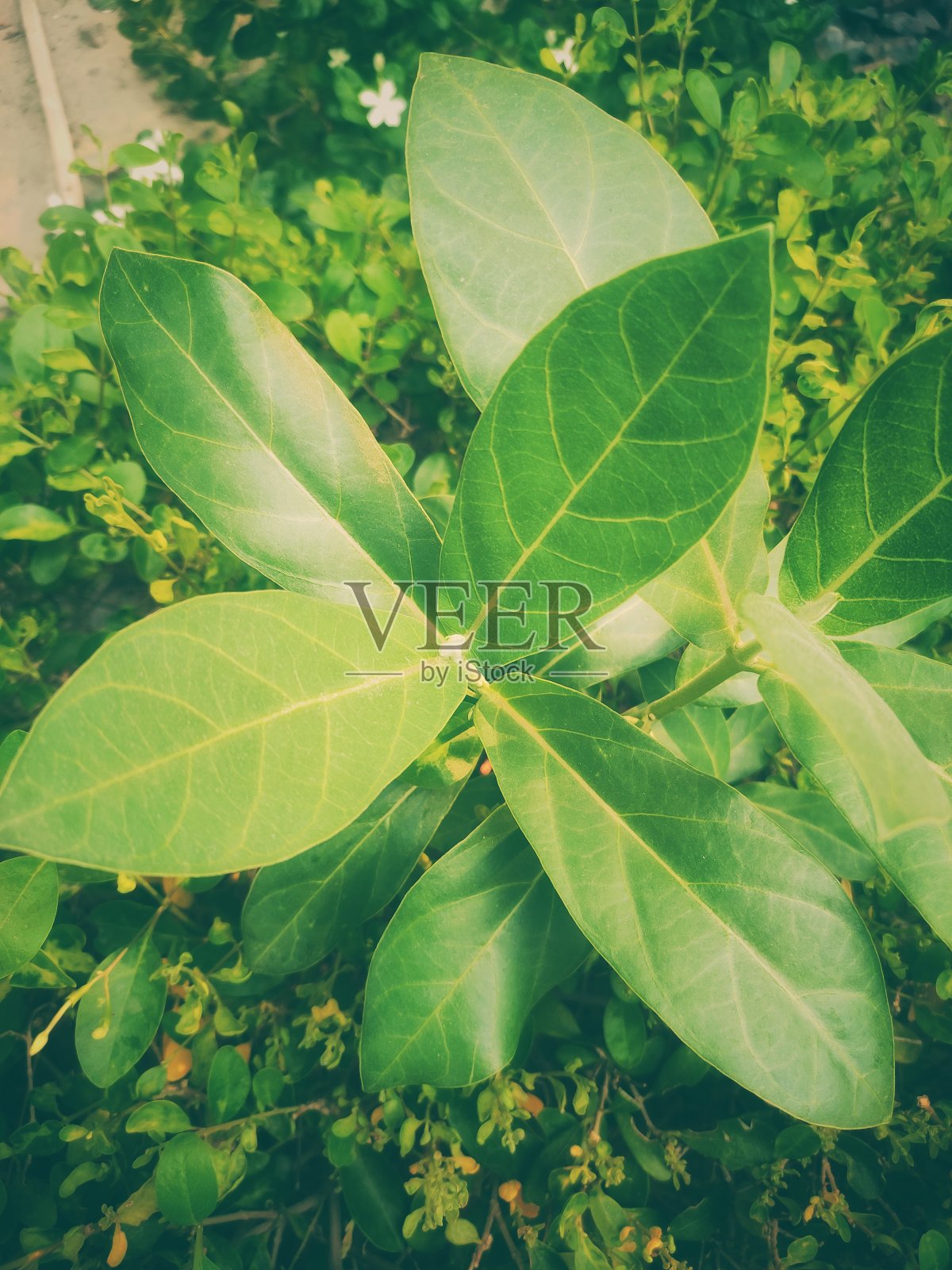 树叶的高角度视图照片摄影图片