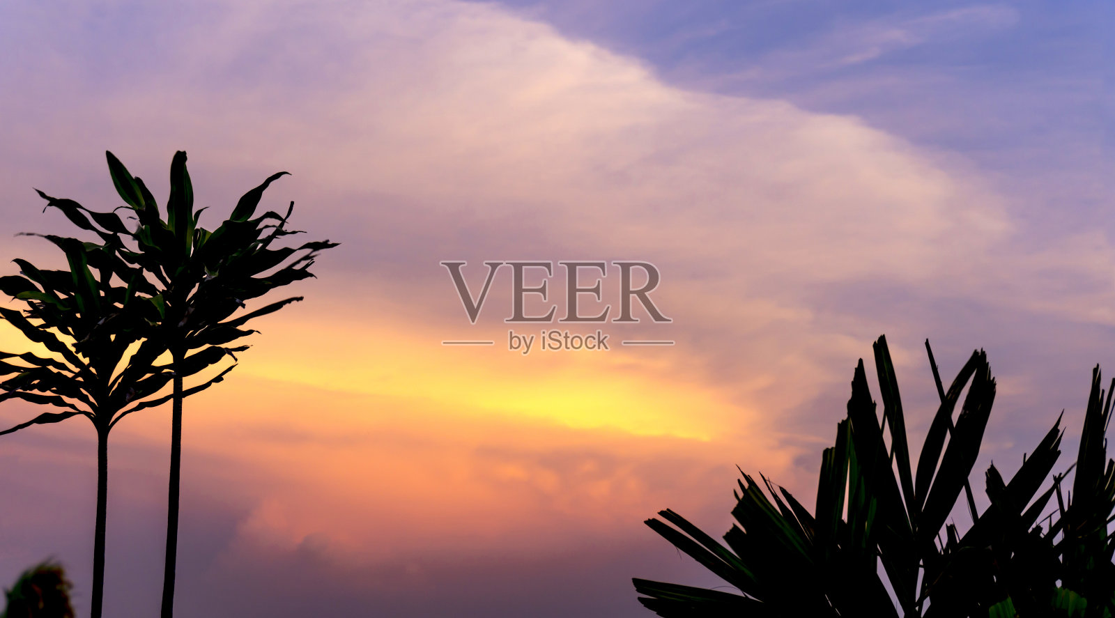 黑色的阴影的树在橙色的日落天空和白色蓬松的云的背景照片摄影图片