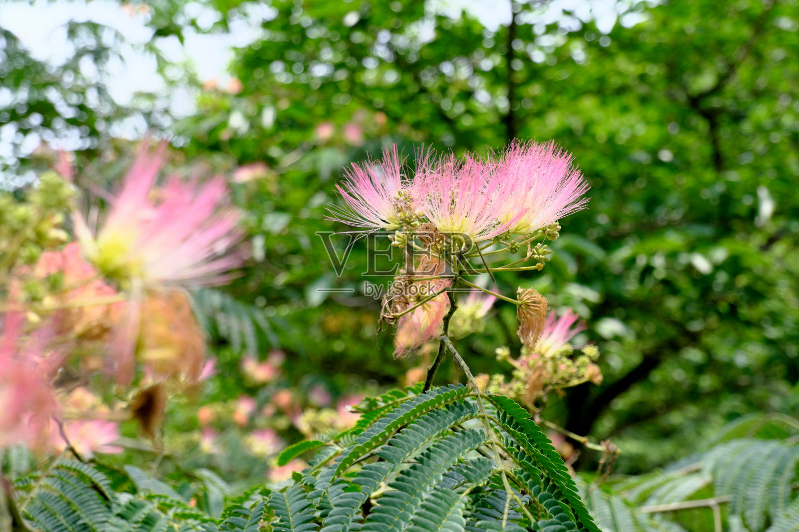 合欢花盛开照片摄影图片