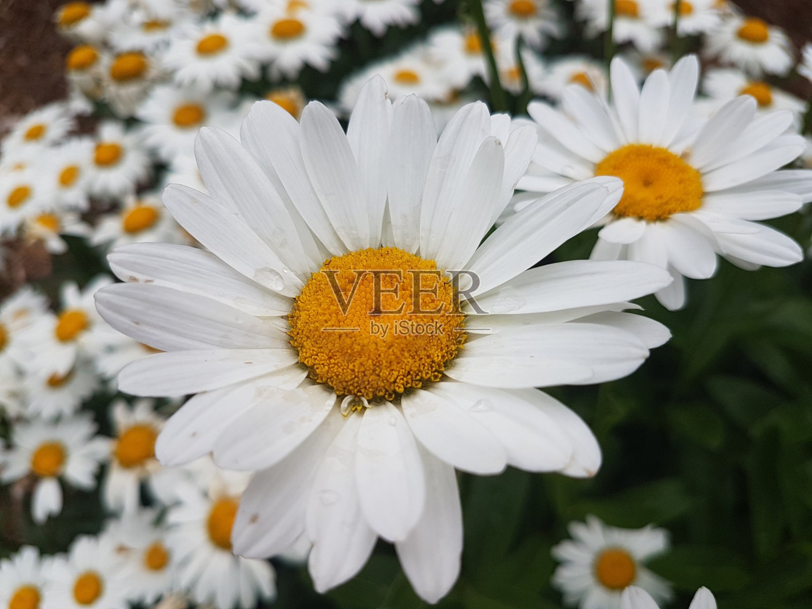 安大略省滑铁卢地区本地种植的花卉照片摄影图片