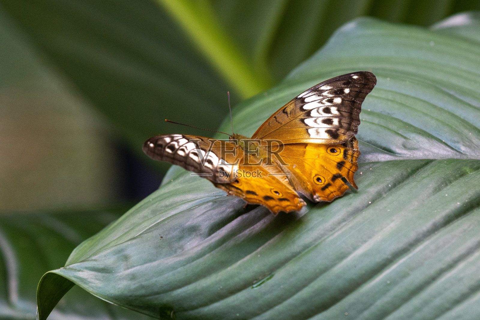 巡洋舰蝴蝶照片摄影图片