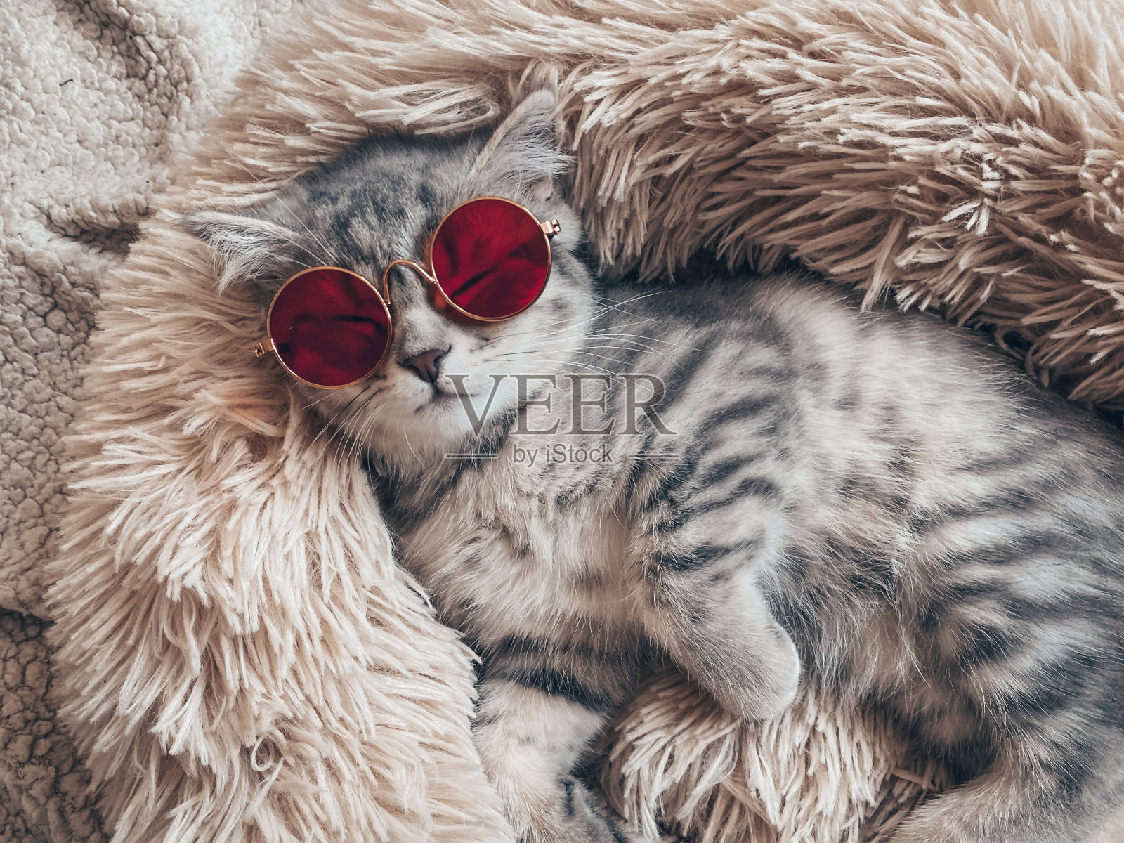 可爱的苏格兰猫,三个月大的小猫照片摄影图片