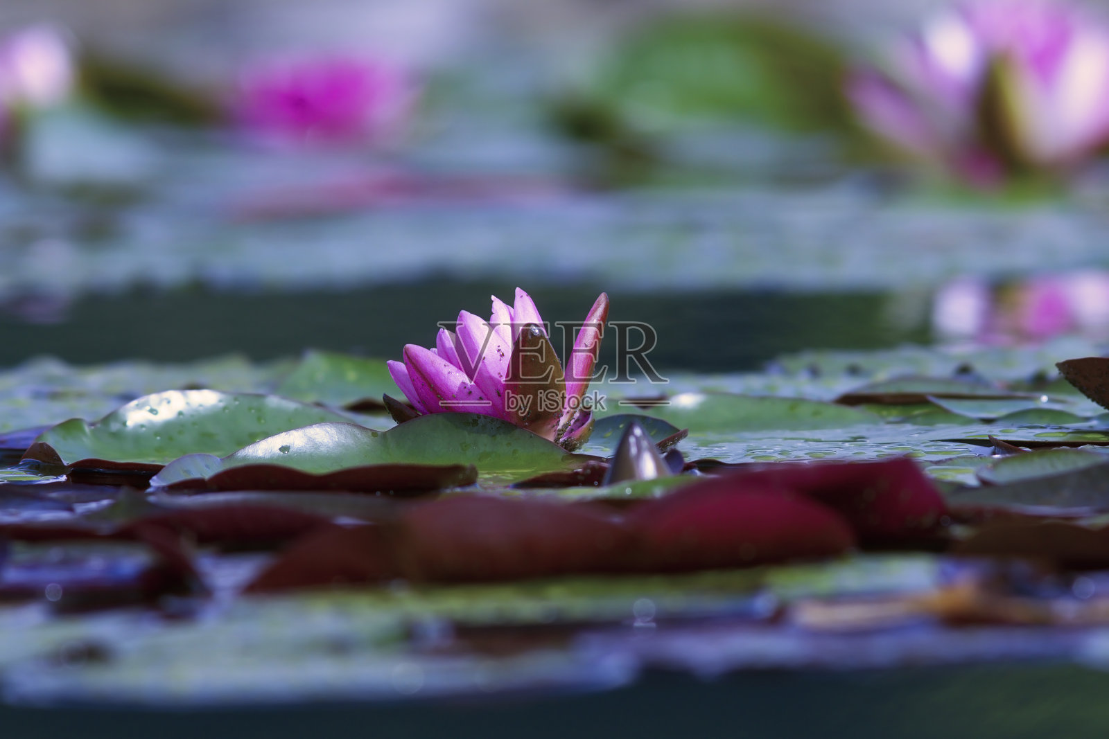 五颜六色的水百合盛开着照片摄影图片