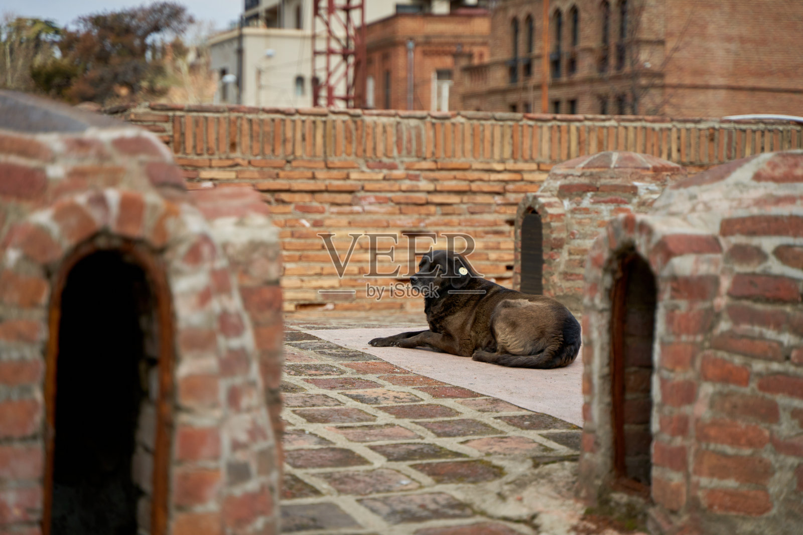 一只绝育的流浪狗躺在街上照片摄影图片