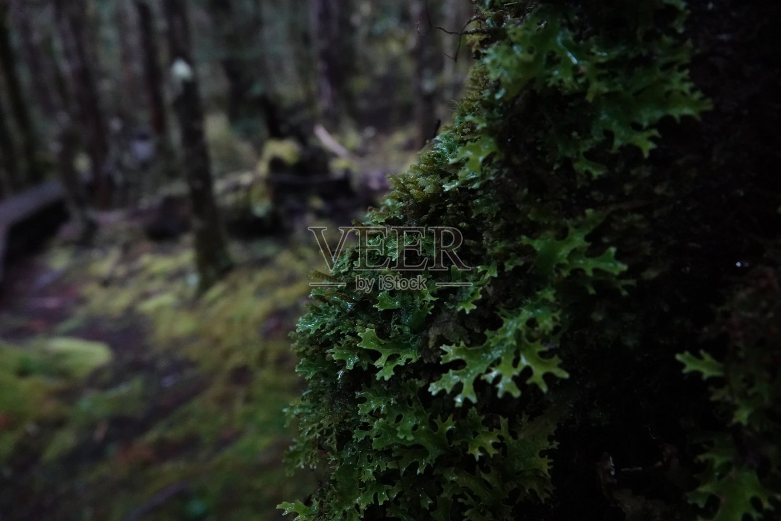 近距离观察生长在雨林中的绿色苔藓照片摄影图片