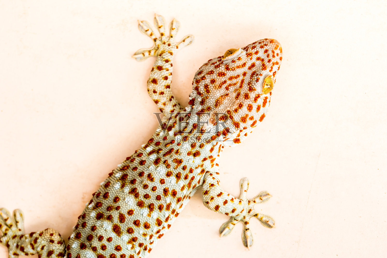 壁虎在门上爬照片摄影图片