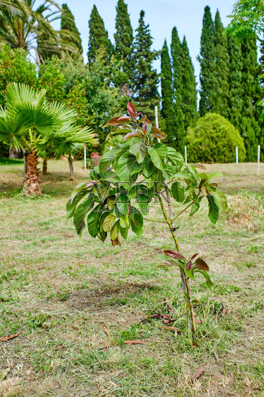 鳄梨树。很快就会在花园里结出果实供自己食用的小树(美洲Persea americana)照片摄影图片