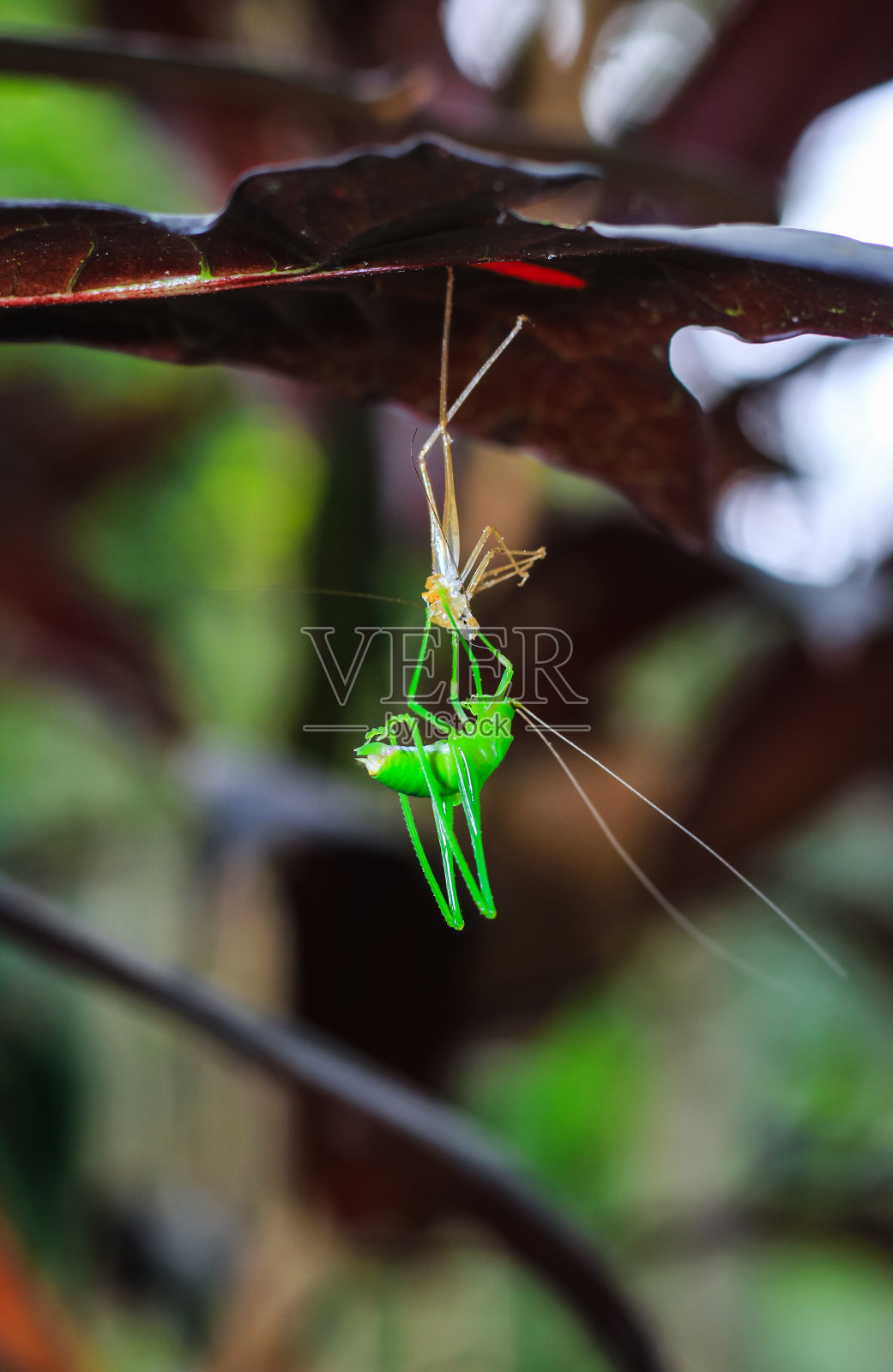 罕见的摄影。绿蚱蜢换自己的壳。蚱蜢把叶子的壳变成壁纸。改造新生活理念。照片摄影图片