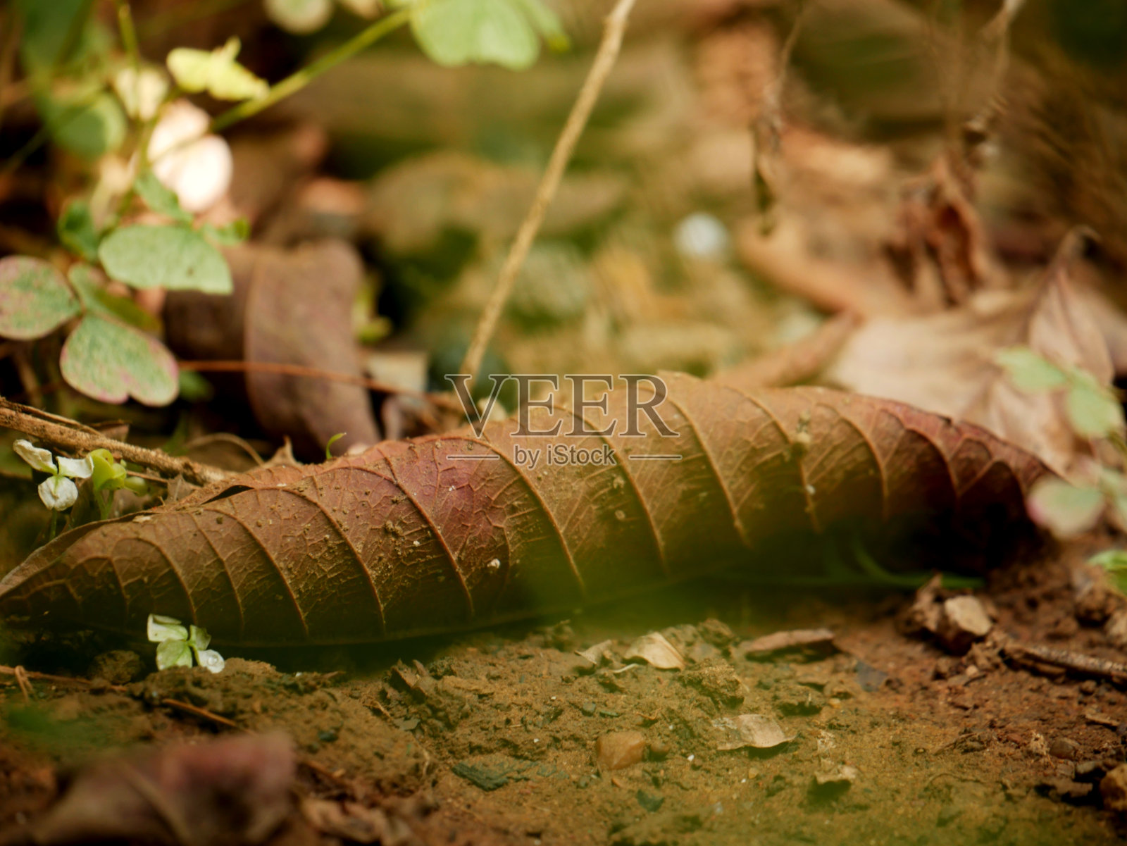水平自然领域。照片摄影图片