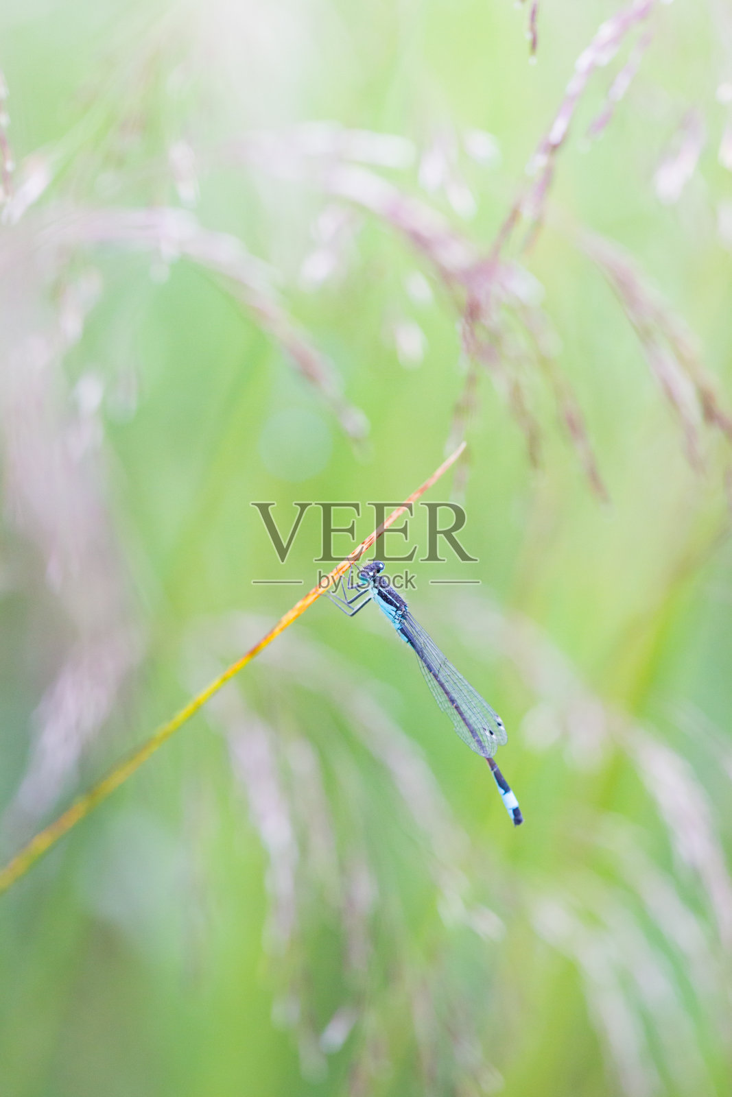 夏日的黄昏,英国乡村湖边,亮蓝色的豆娘在草地上休息照片摄影图片