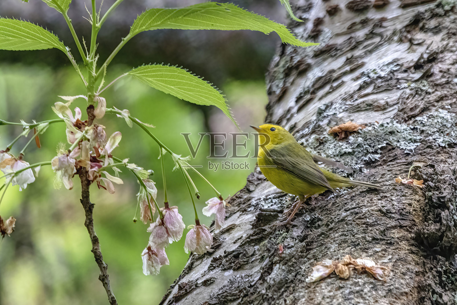 站在树干上的威尔逊莺,加拿大BC省温哥华市照片摄影图片