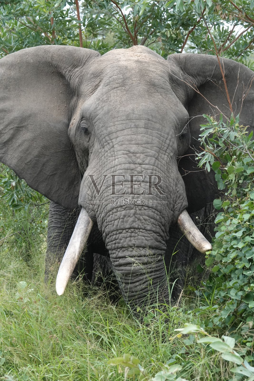 在萨比沙漠发现的神奇大象照片摄影图片