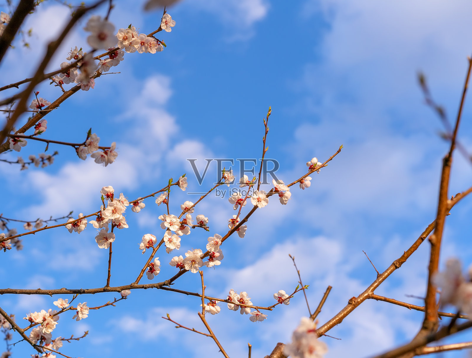 春天的景象。照片摄影图片