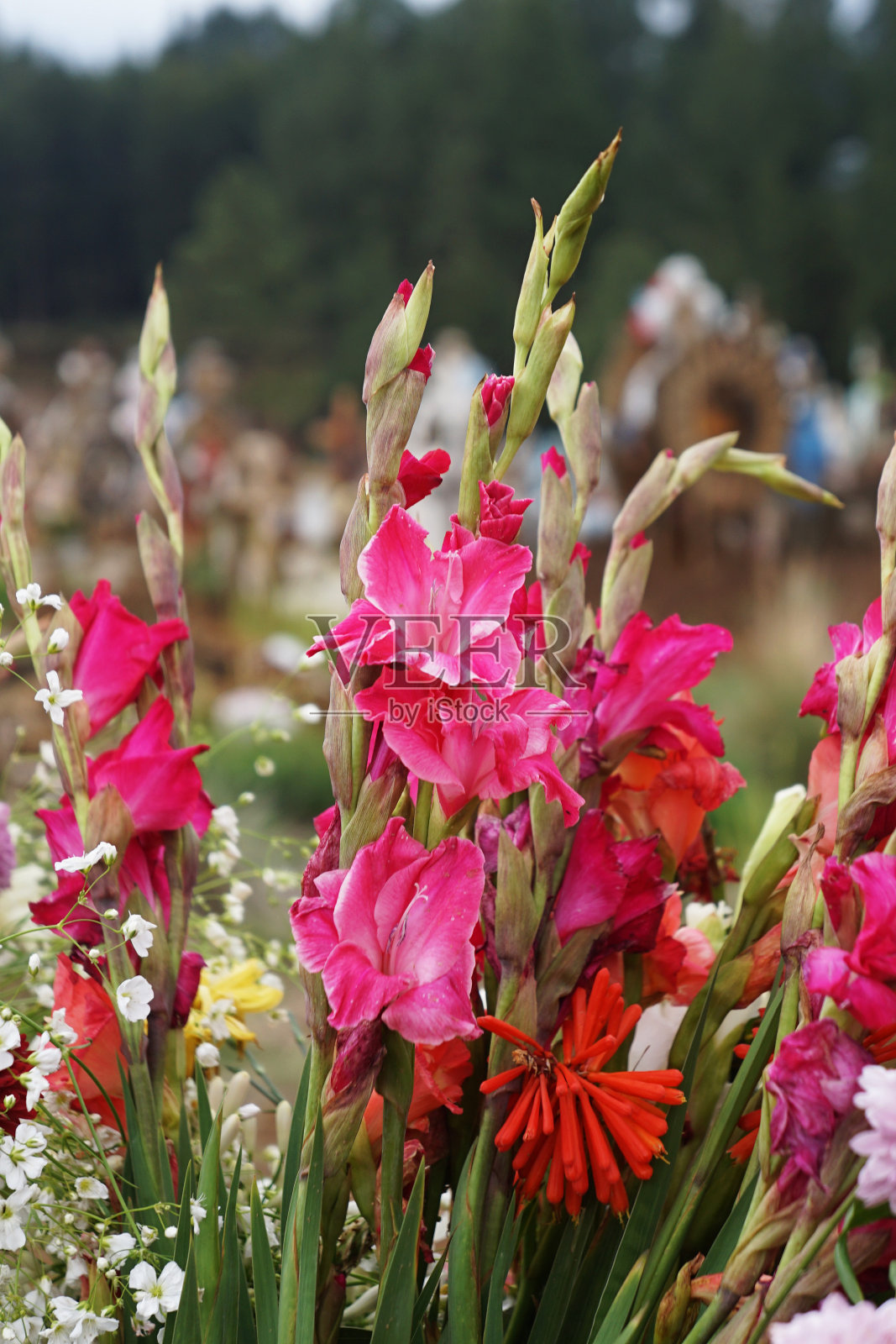 枯花之日照片摄影图片