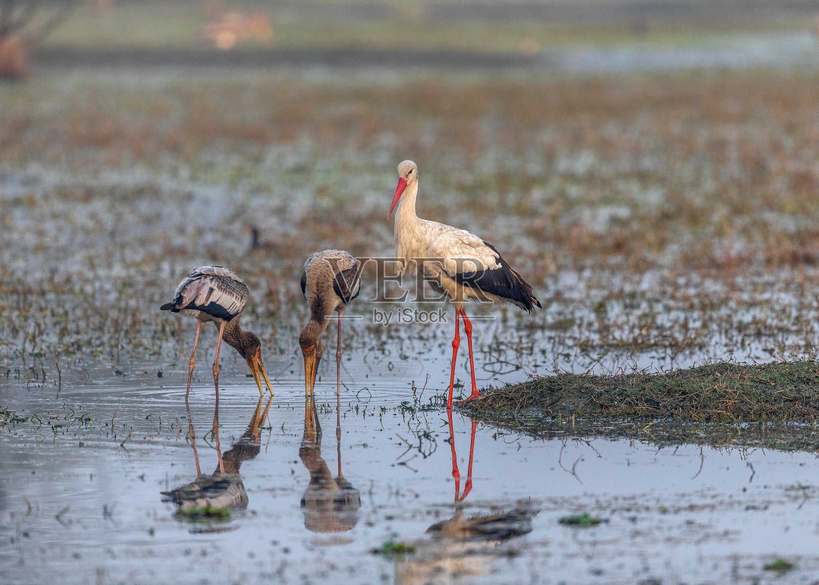 白鹳和年轻的鹳- Keoladeo国家公园,巴拉特普尔,印度。照片摄影图片