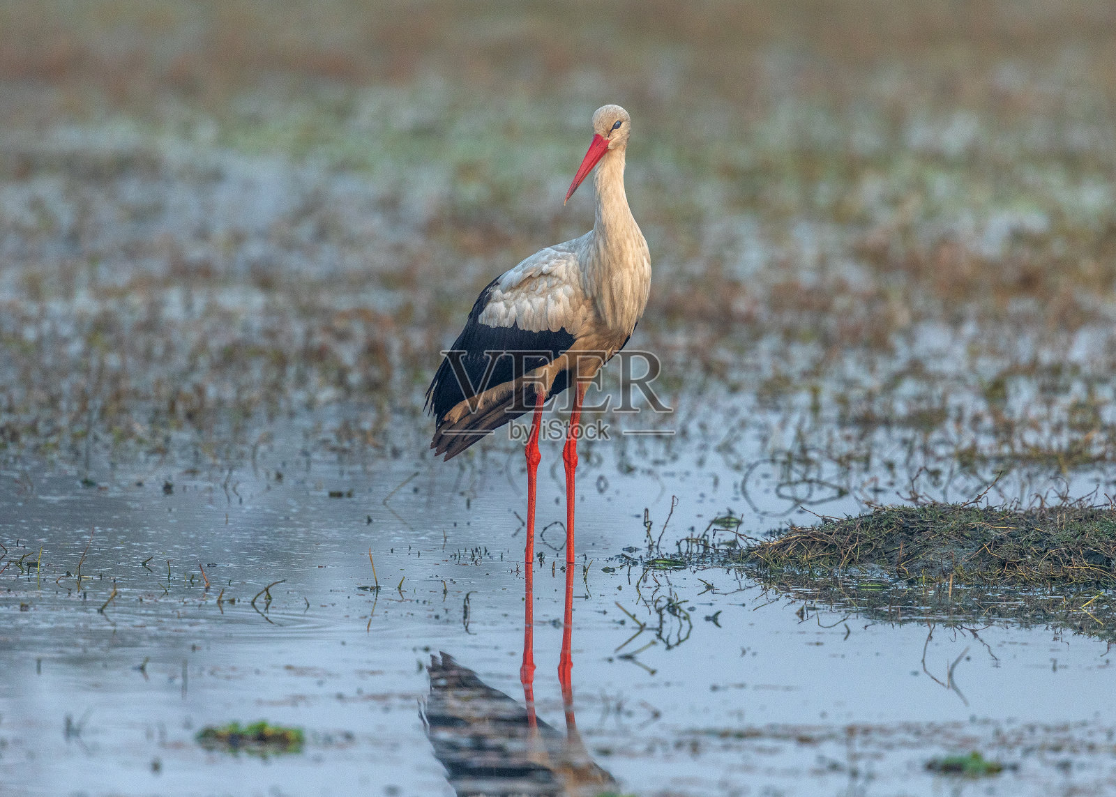 白鹳- Keoladeo国家公园,Bharatpur,印度。照片摄影图片