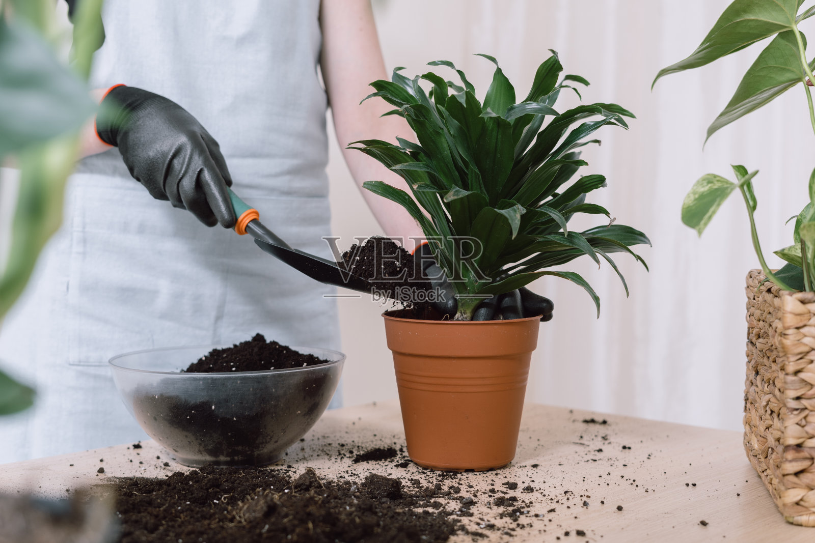 一名妇女将植物移植到家里的新花盆中照片摄影图片