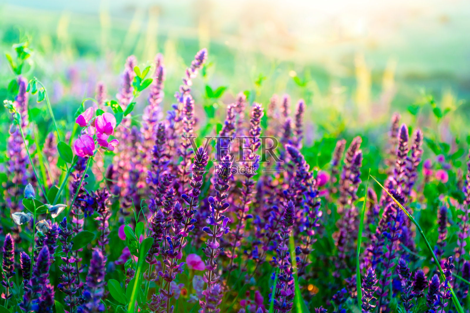 绿色草地上美丽的野花。温暖的夏夜和明亮的草地在日落。草在金色的夕阳下剪影。美丽的自然景观与阳光。照片摄影图片