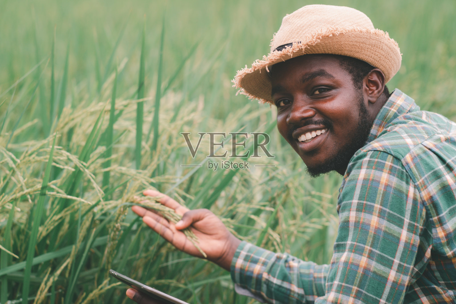 非洲农民拿着研究有机稻田的药片。农业或栽培概念照片摄影图片
