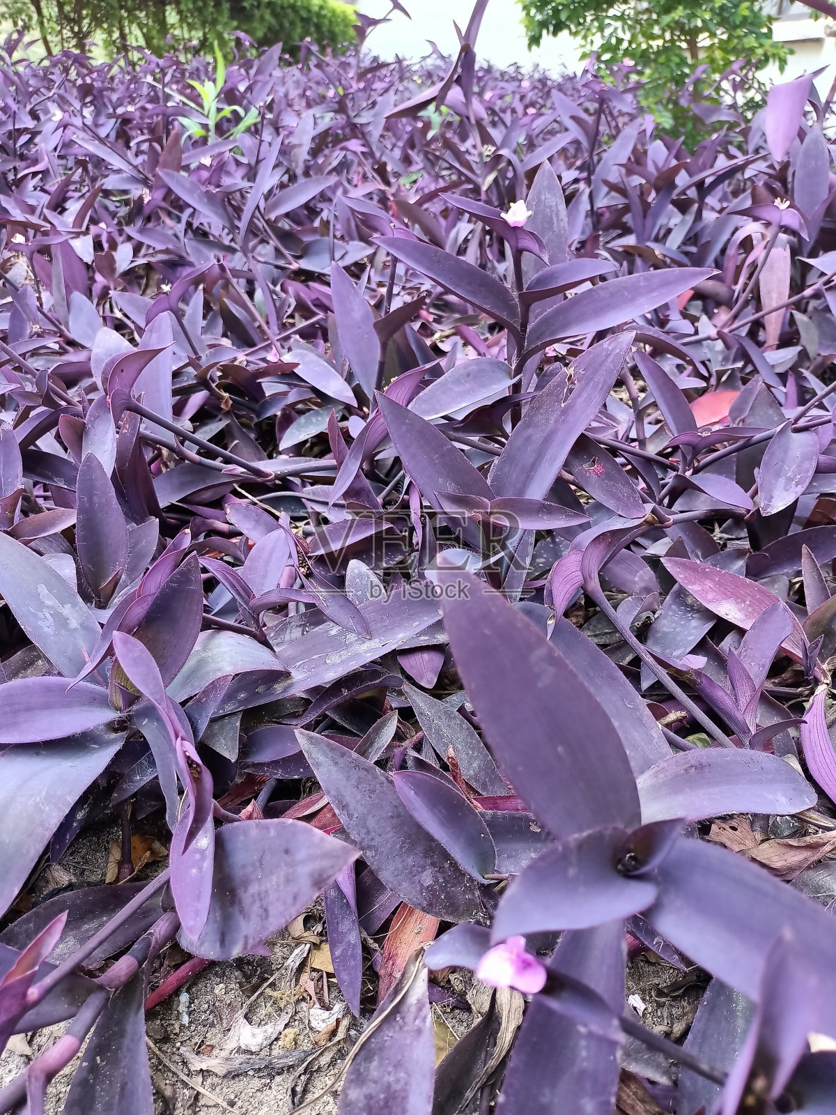 紫色的女王/紫鸭跖草pallida照片摄影图片