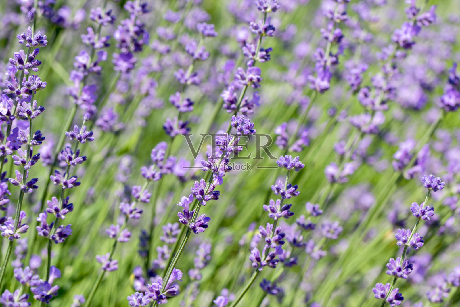 盛开的薰衣草花田野全景,为夏季背景,旗帜。软选择聚焦。照片摄影图片