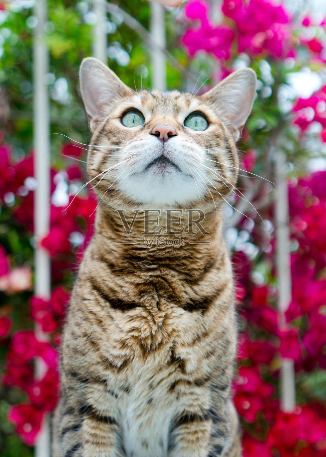 孟加拉猫在花园里坐在粉红色的九重葛花丛中的肖像照片摄影图片