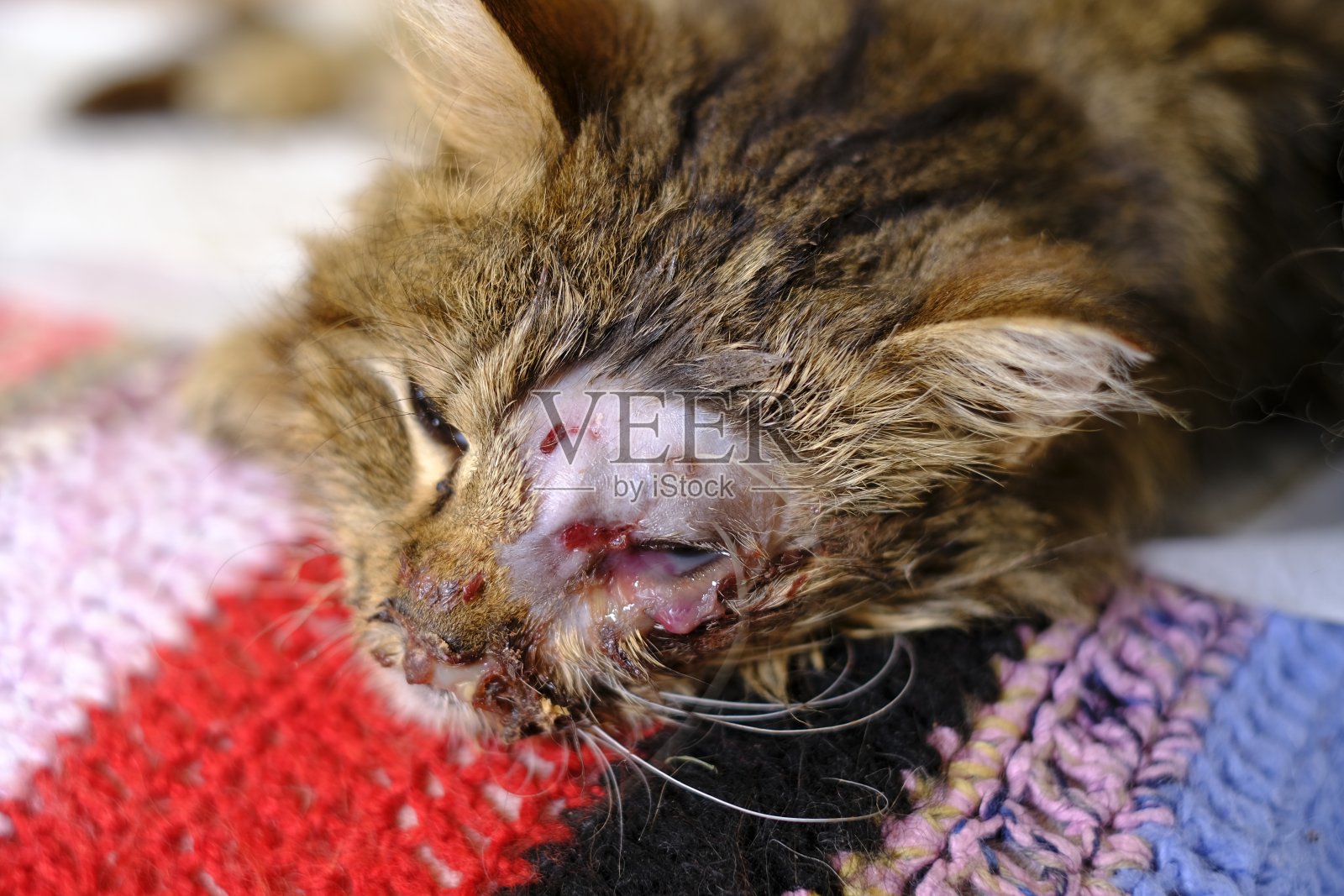 治疗一只眼睛严重感染的猫照片摄影图片