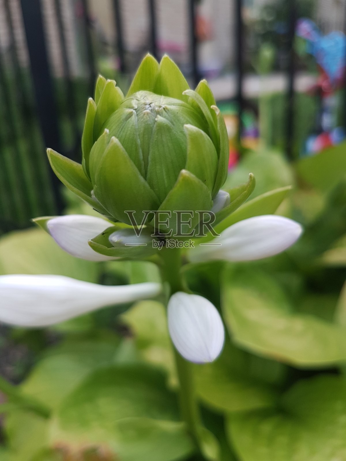 美丽的春天季节的花在安大略照片摄影图片