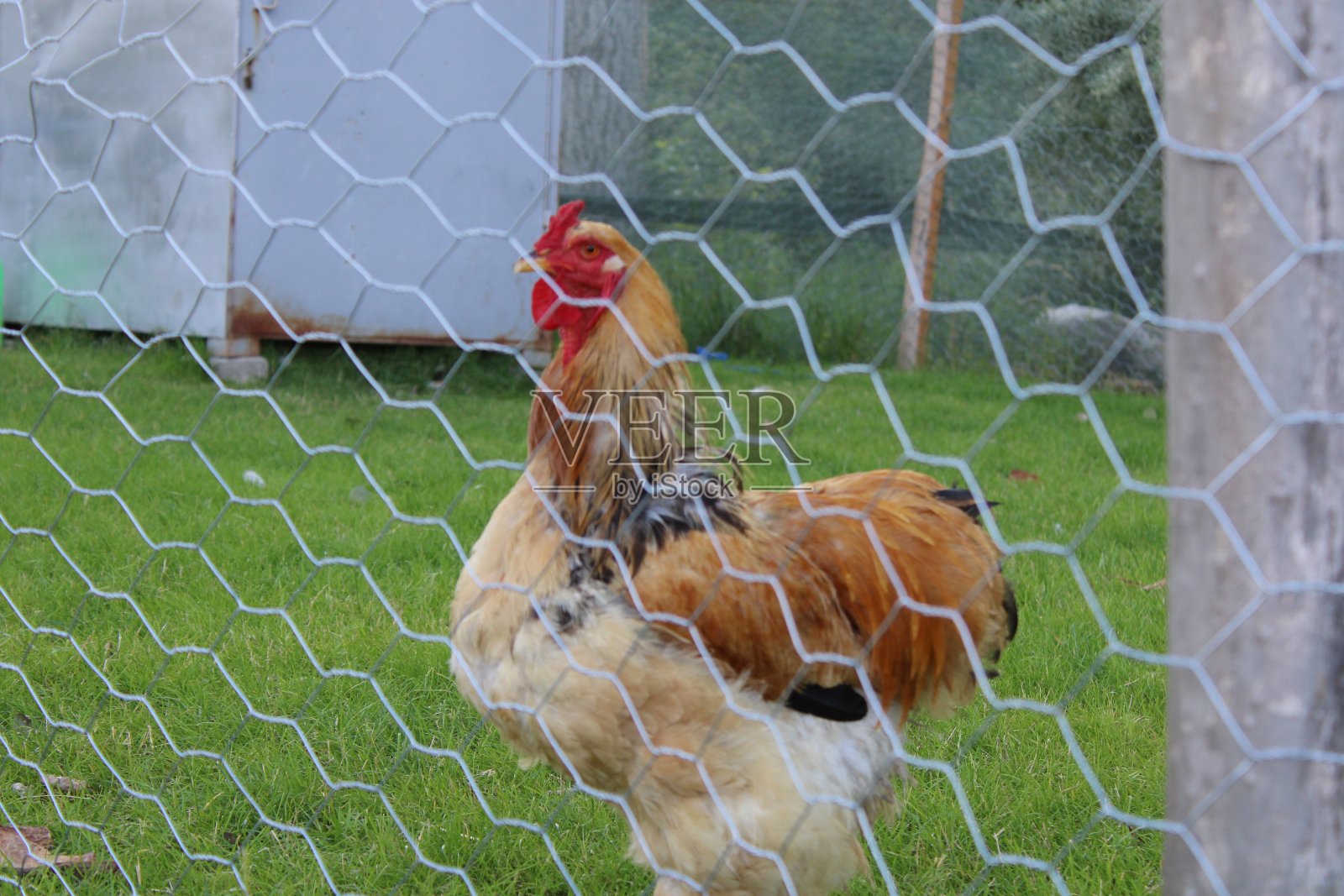 动物照片摄影图片