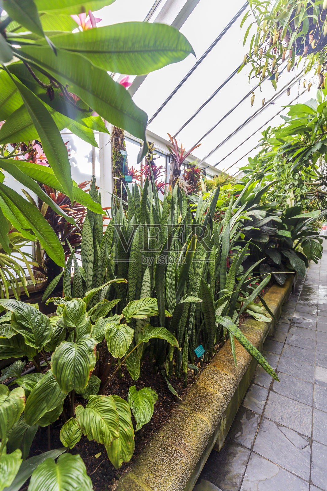 温室里美丽的花园照片摄影图片