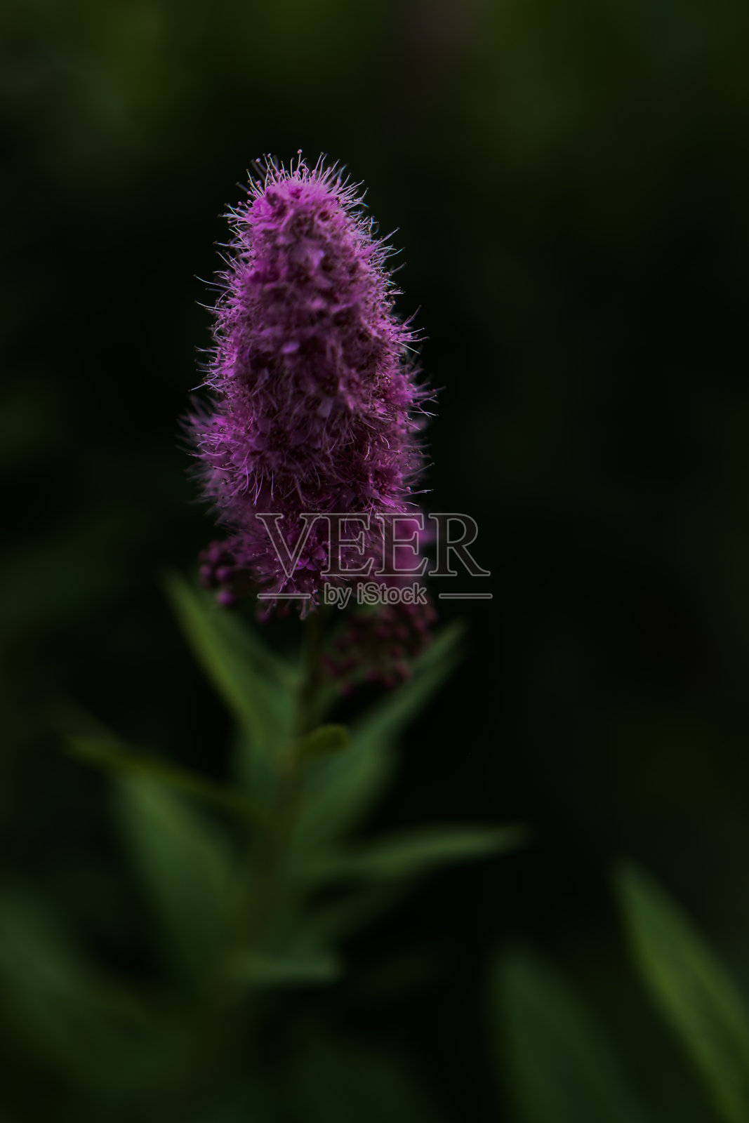 粉红色的花和绿色的叶子,微距摄影的夏天的花,软焦点照片摄影图片