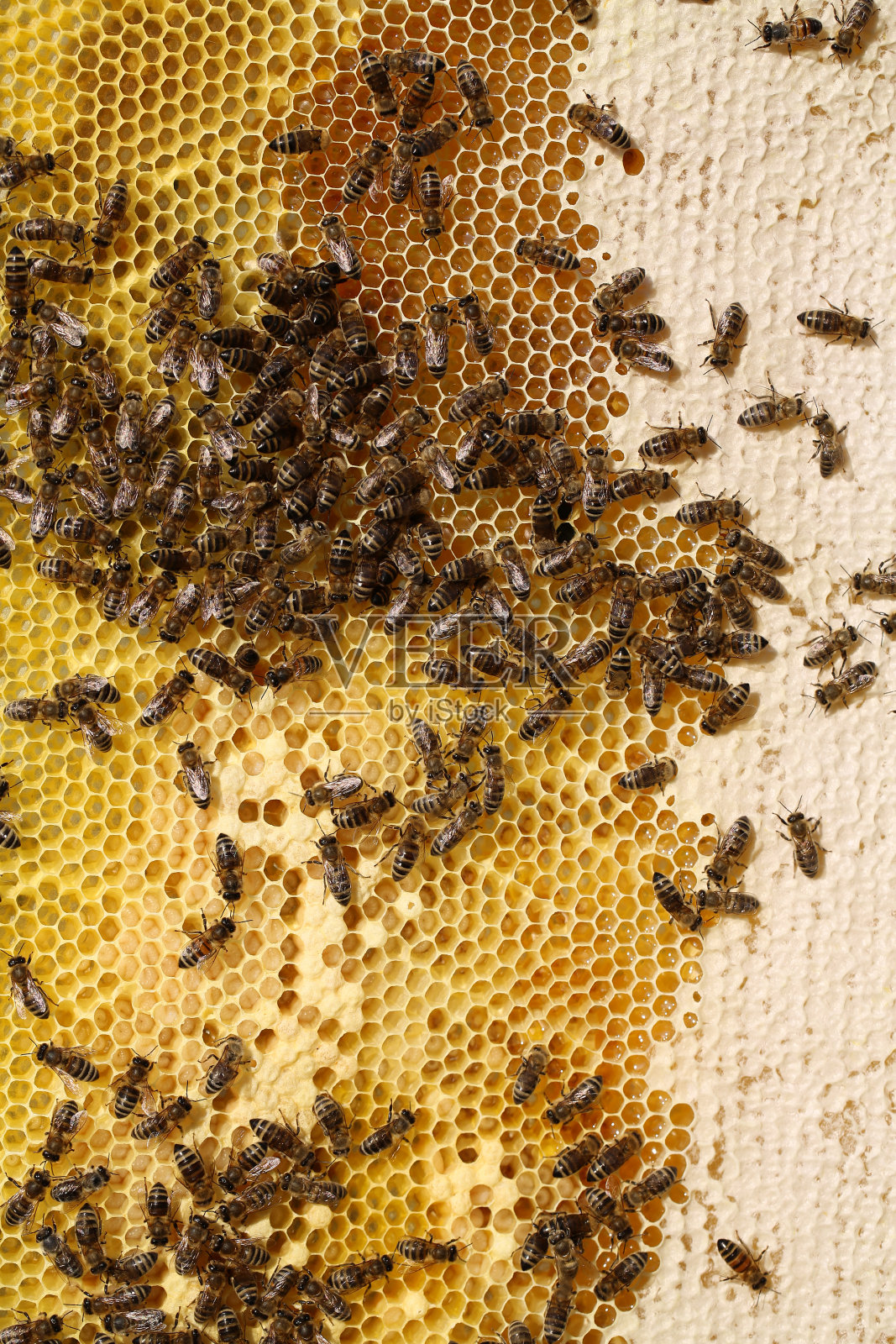 用于小型养蜂场的产蜜蜂架照片摄影图片