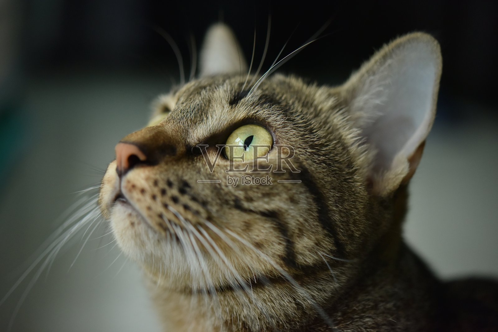 虎斑猫。照片摄影图片