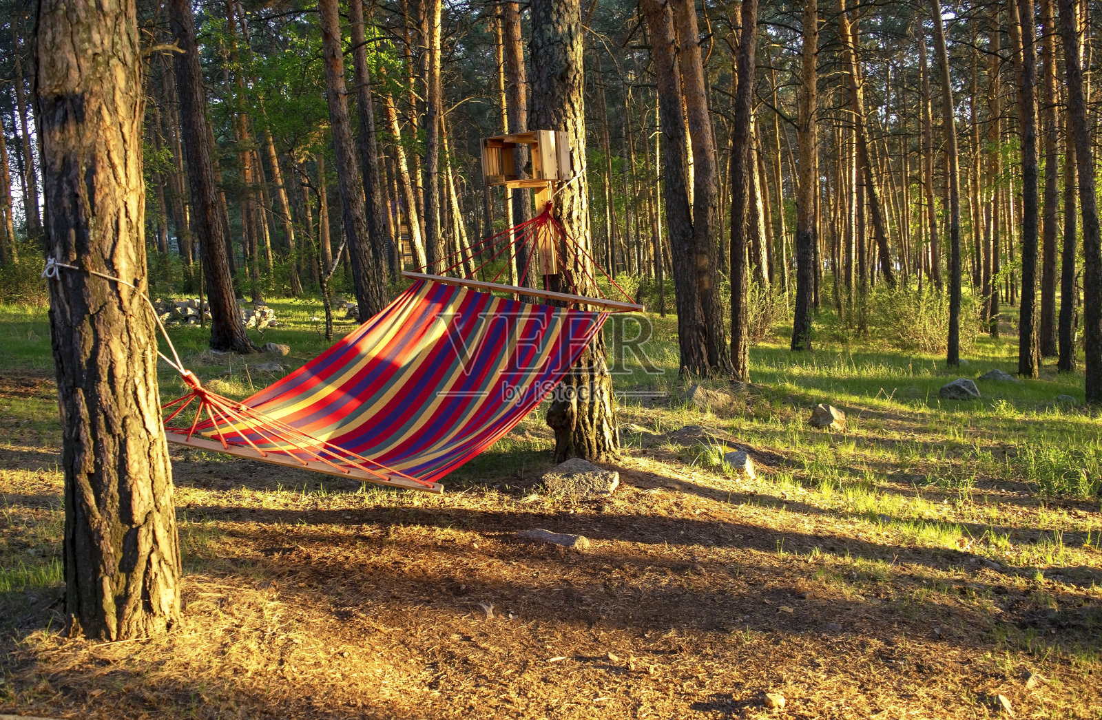 宁静美丽的松林白天悬挂着五颜六色的吊床。针叶林。照片摄影图片