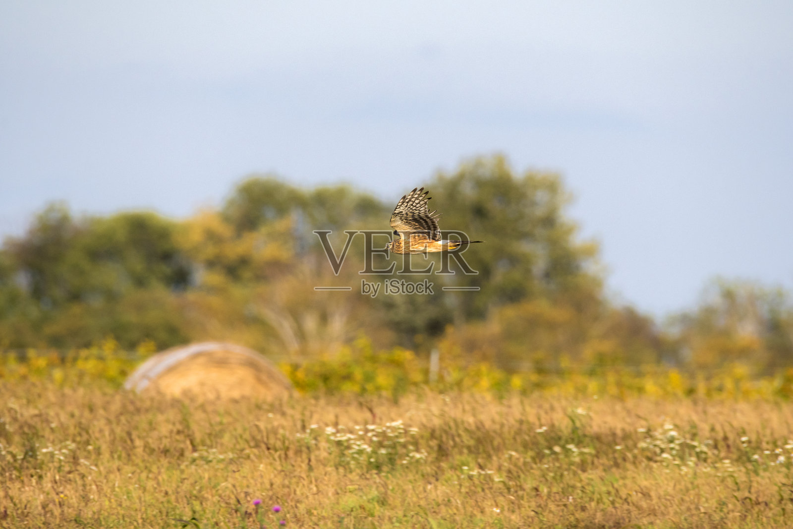 沼泽耙(马戏团铜绿)飞过一个农业国家在Burgenland,奥地利照片摄影图片